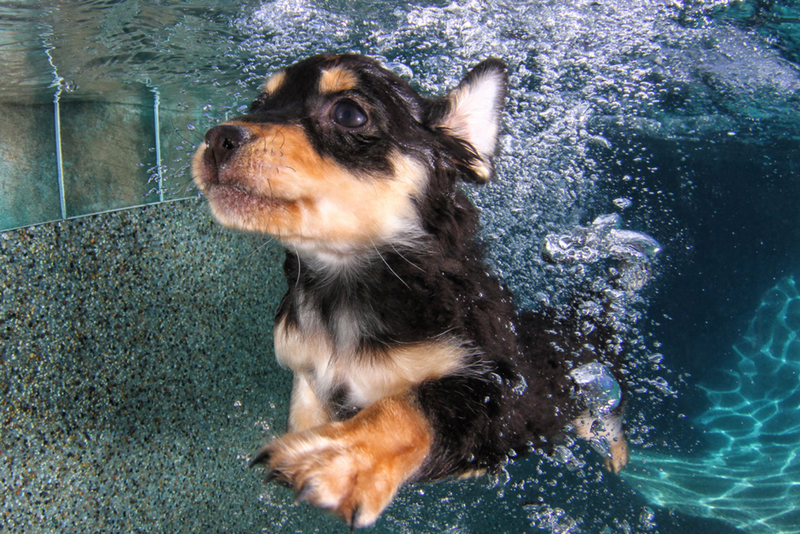 Illustration for article titled There's NOTHING cuter than these puppies swimming underwater